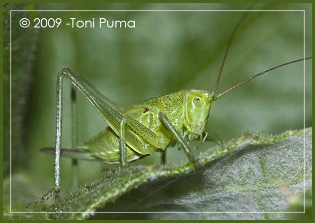 Ortottero ibleo: neanide di Tettigonia viridissima